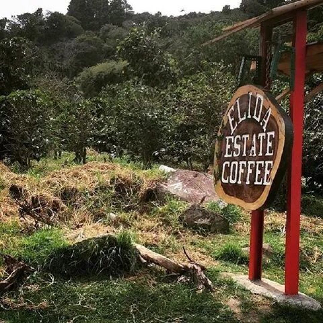 寻味新年:三款精品咖啡豆深度解析