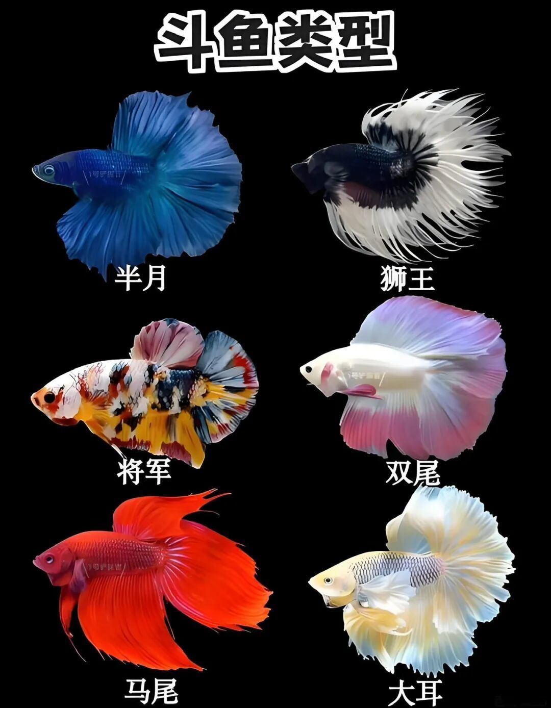 泰国斗鱼全解析：从生存美学到饲养艺术