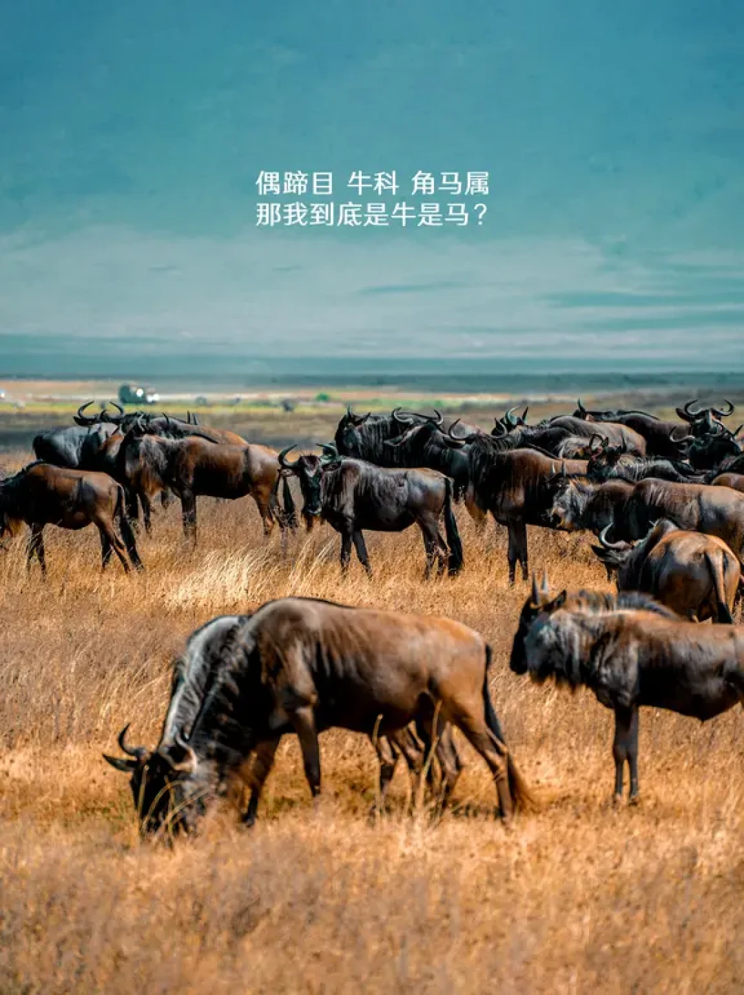 东非荒野的产仔季：一场生命的奇迹