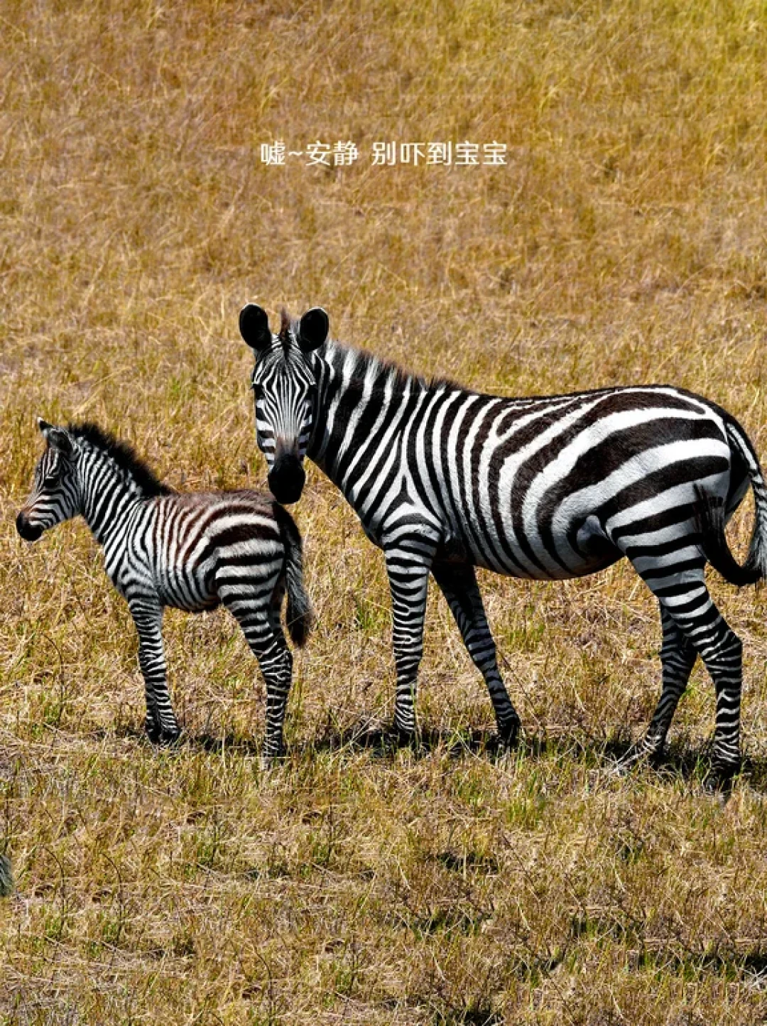东非荒野的产仔季：一场生命的奇迹