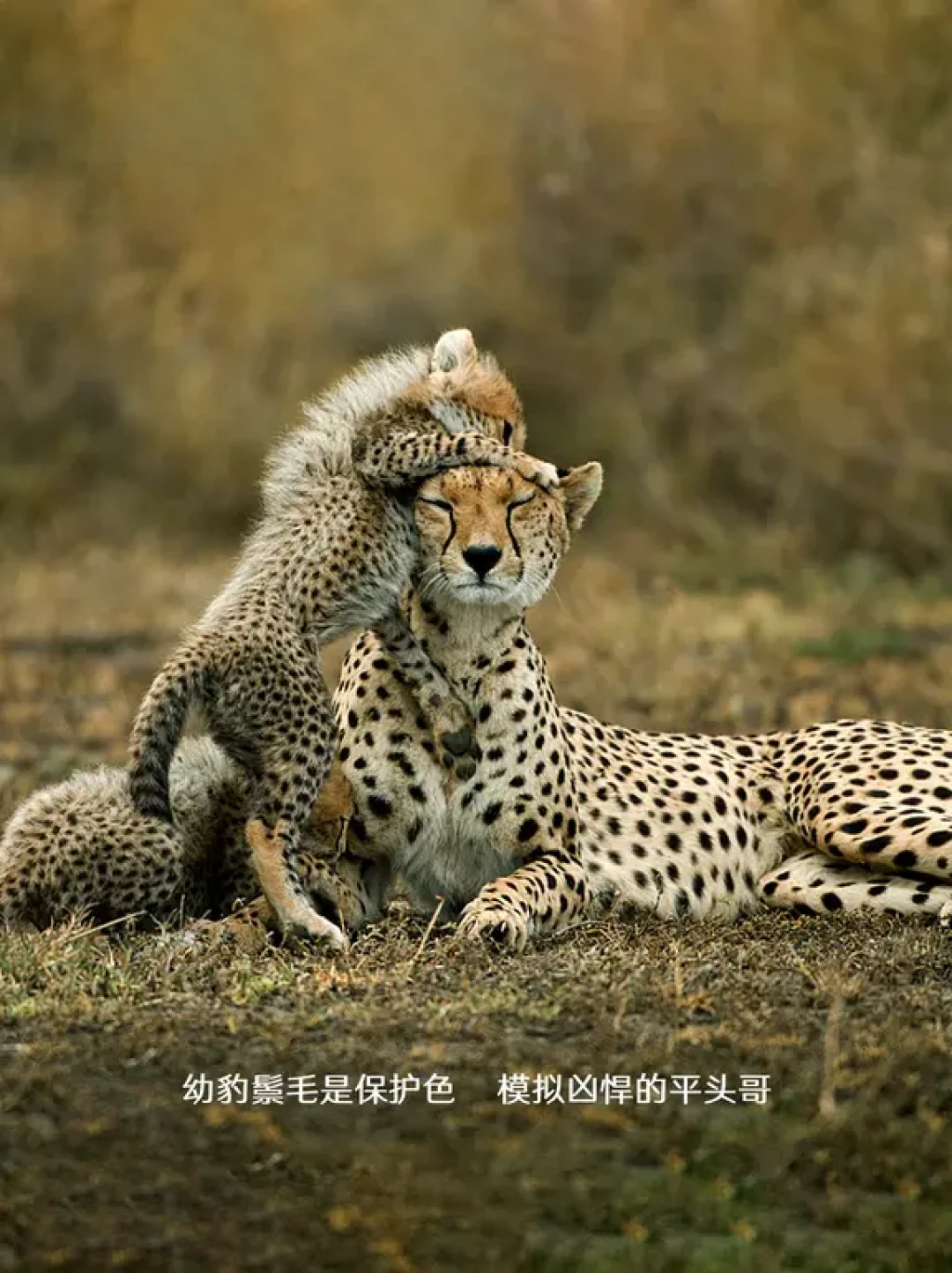 东非荒野的产仔季：一场生命的奇迹