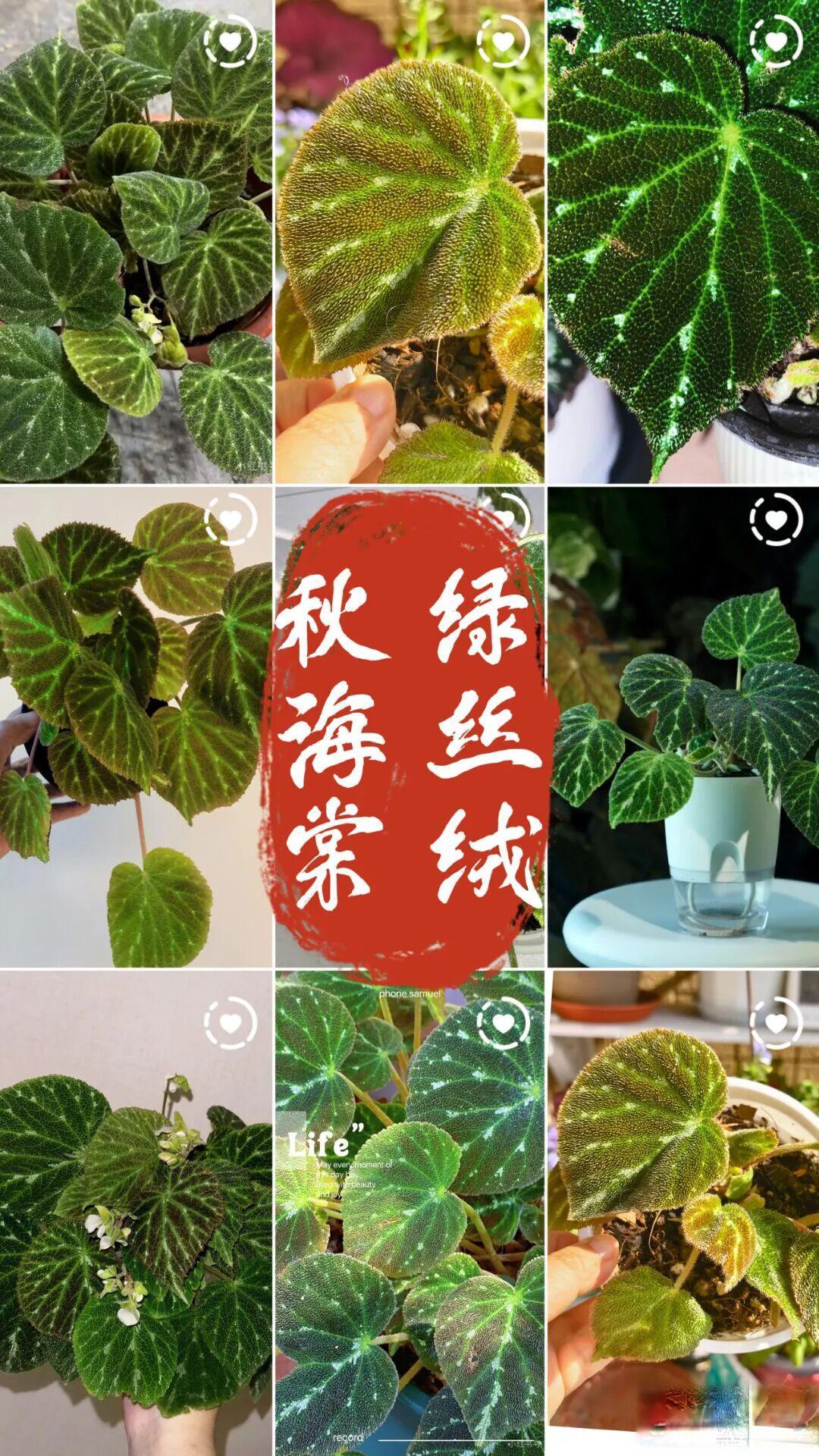 秋海棠绿丝绒鉴赏与养护指南
