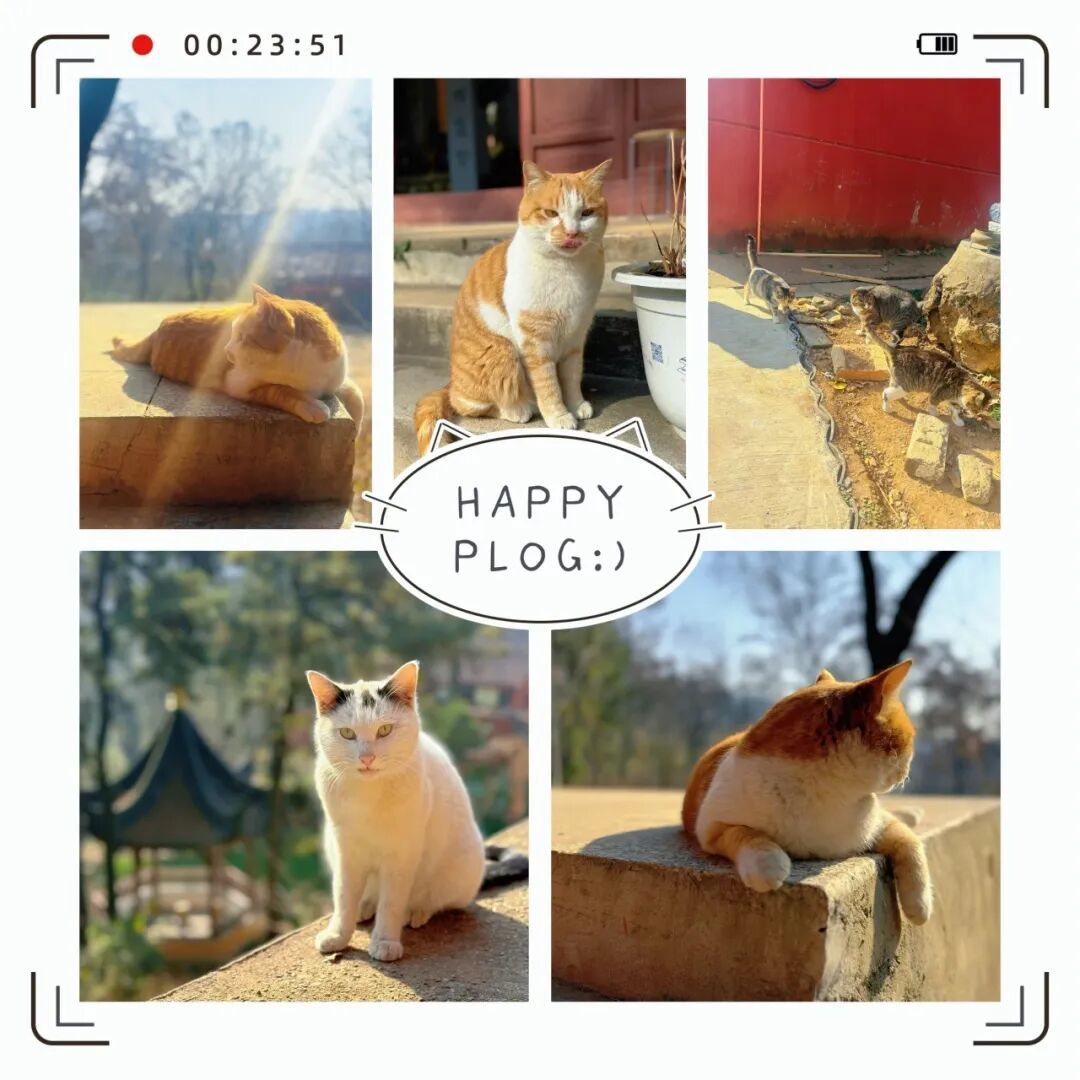 新年第一爬!新手也能轻松get的亲子友好老山野道环线徒步,爬山还能撸猫祈福