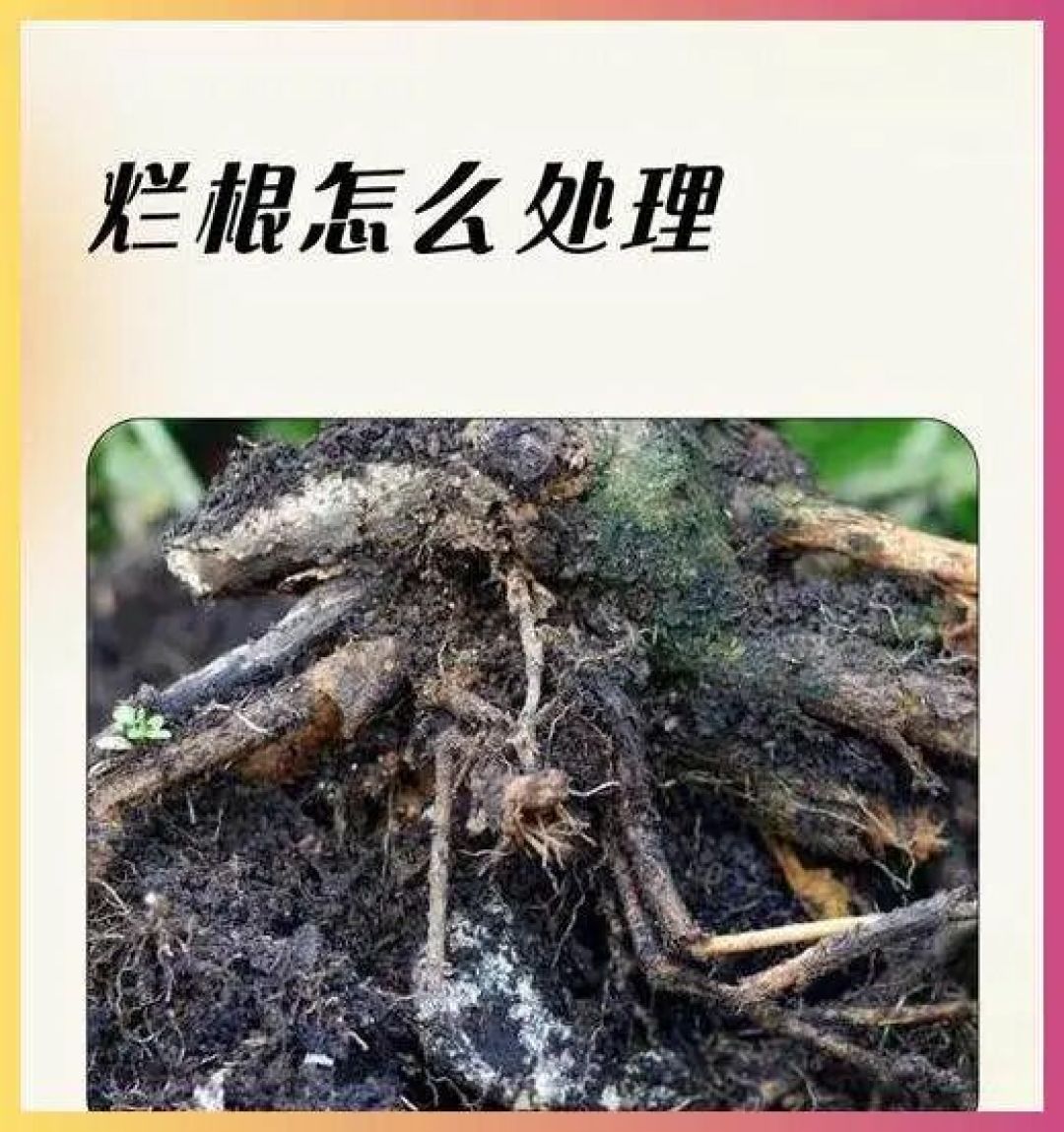 告别黄叶烂根,养花高手都在用这招