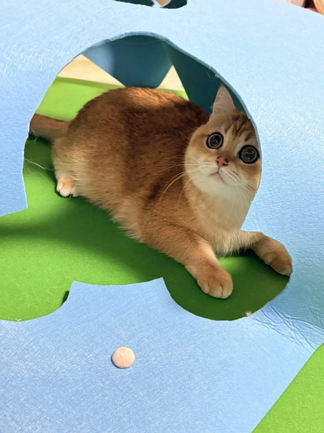 40元自制猫咪游戏毯,告别塌陷秘诀
