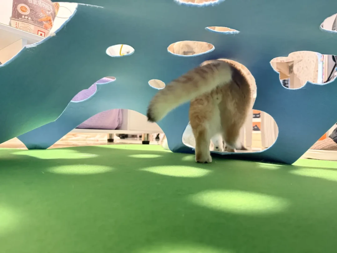 40元自制猫咪游戏毯,告别塌陷秘诀