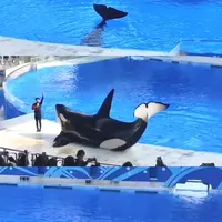 上海海昌亲子一日游，这条路线最省心