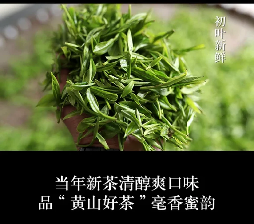 黄山毛峰的历史与传承探秘