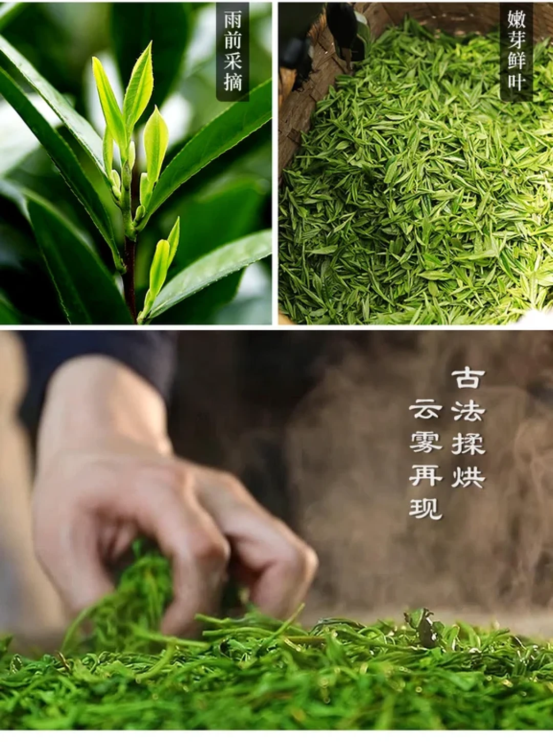 黄山毛峰的历史与传承探秘
