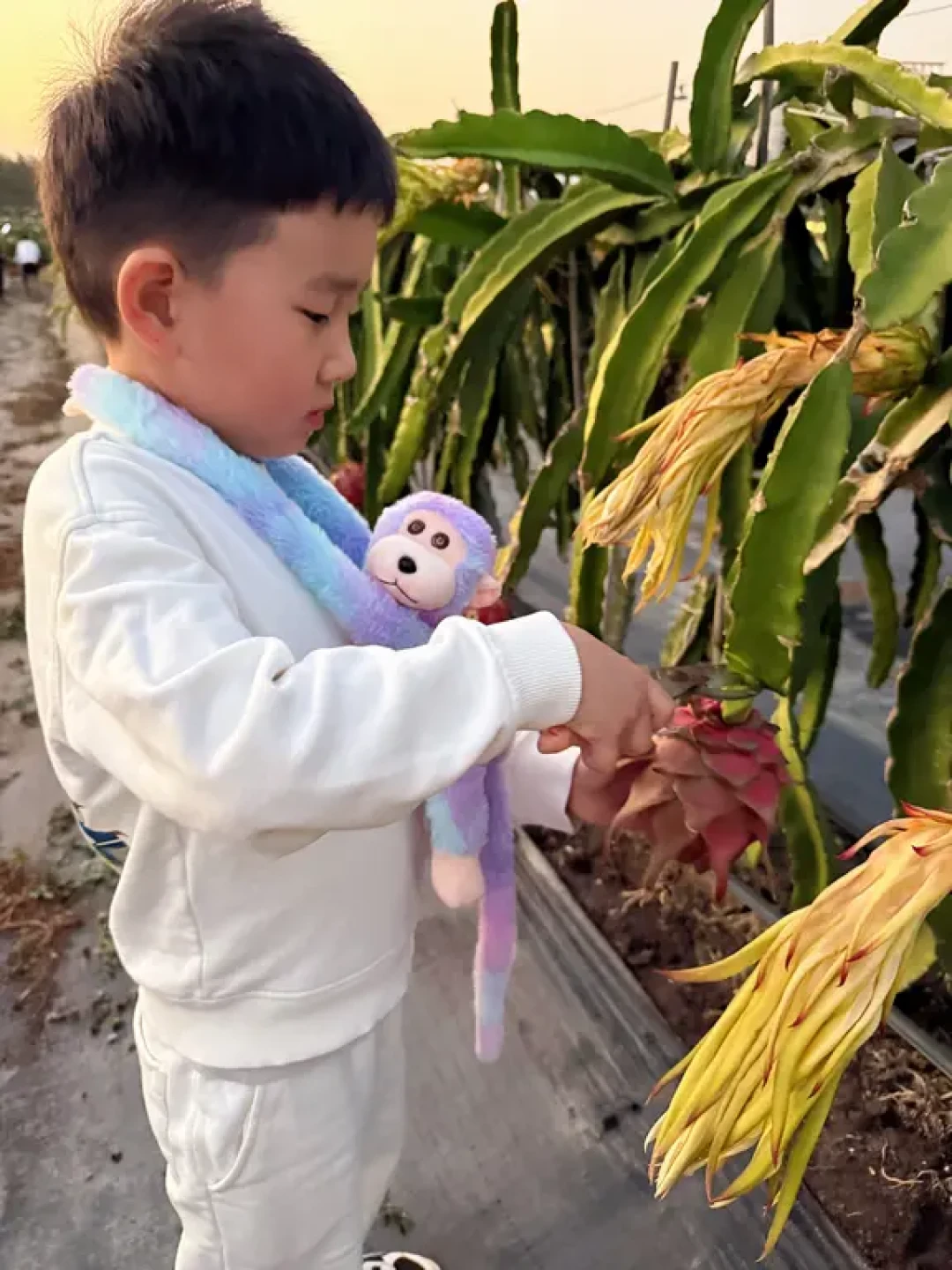 陵水夜摘火龙果:亲子遛娃新体验