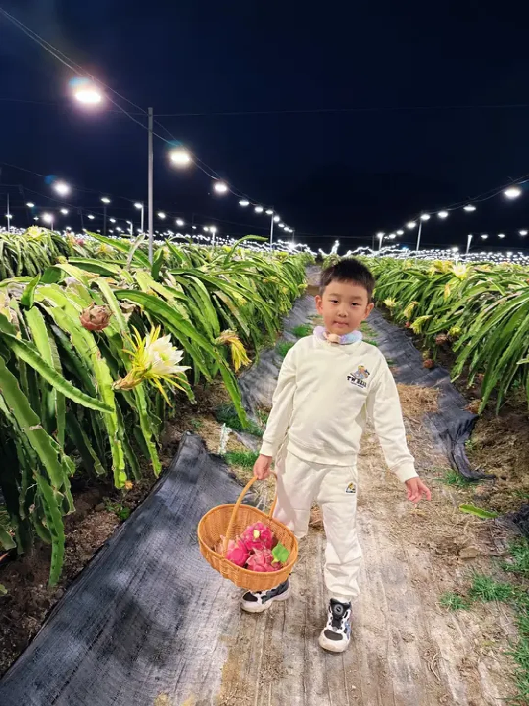 陵水夜摘火龙果:亲子遛娃新体验