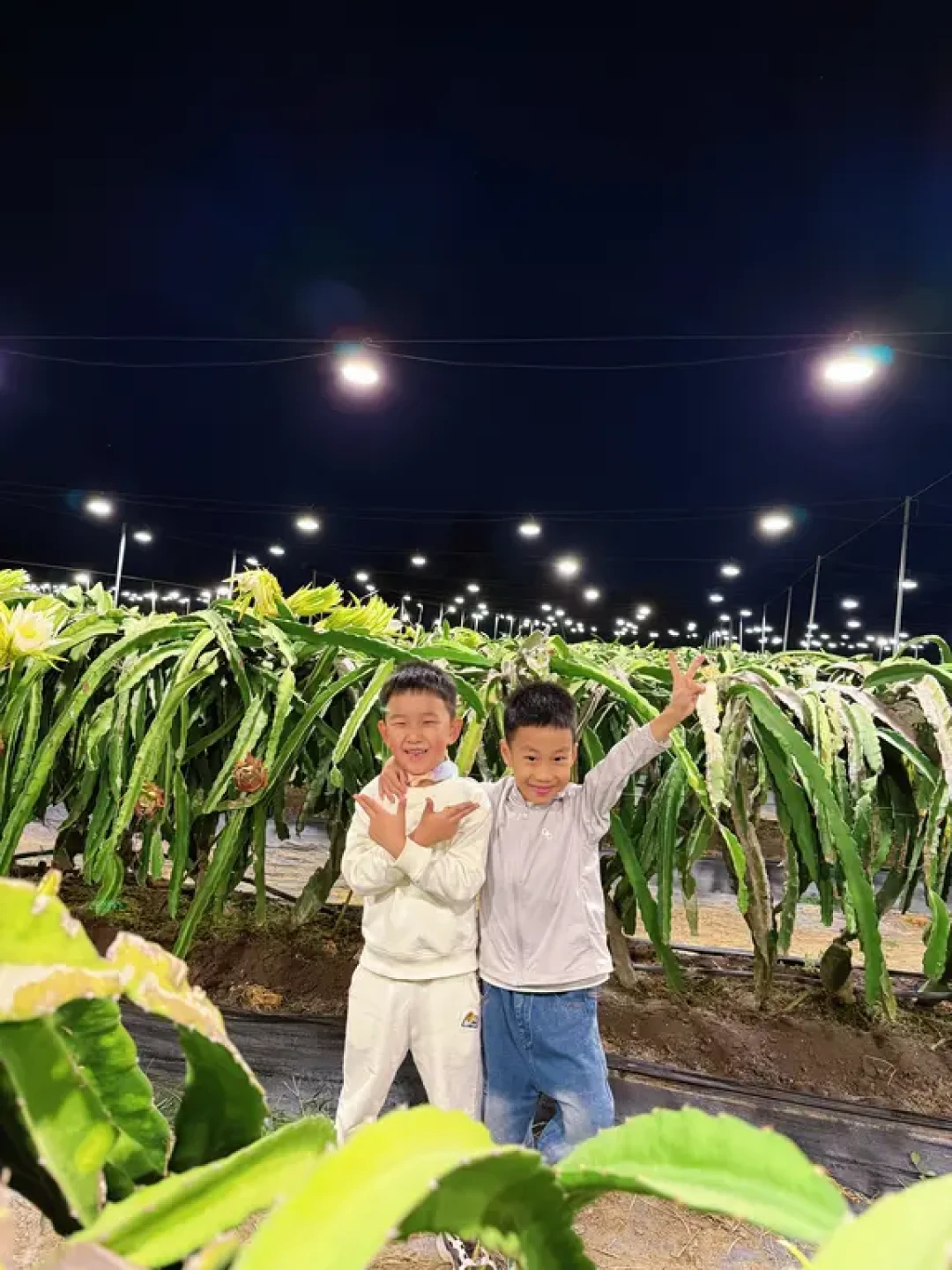 陵水夜摘火龙果:亲子遛娃新体验