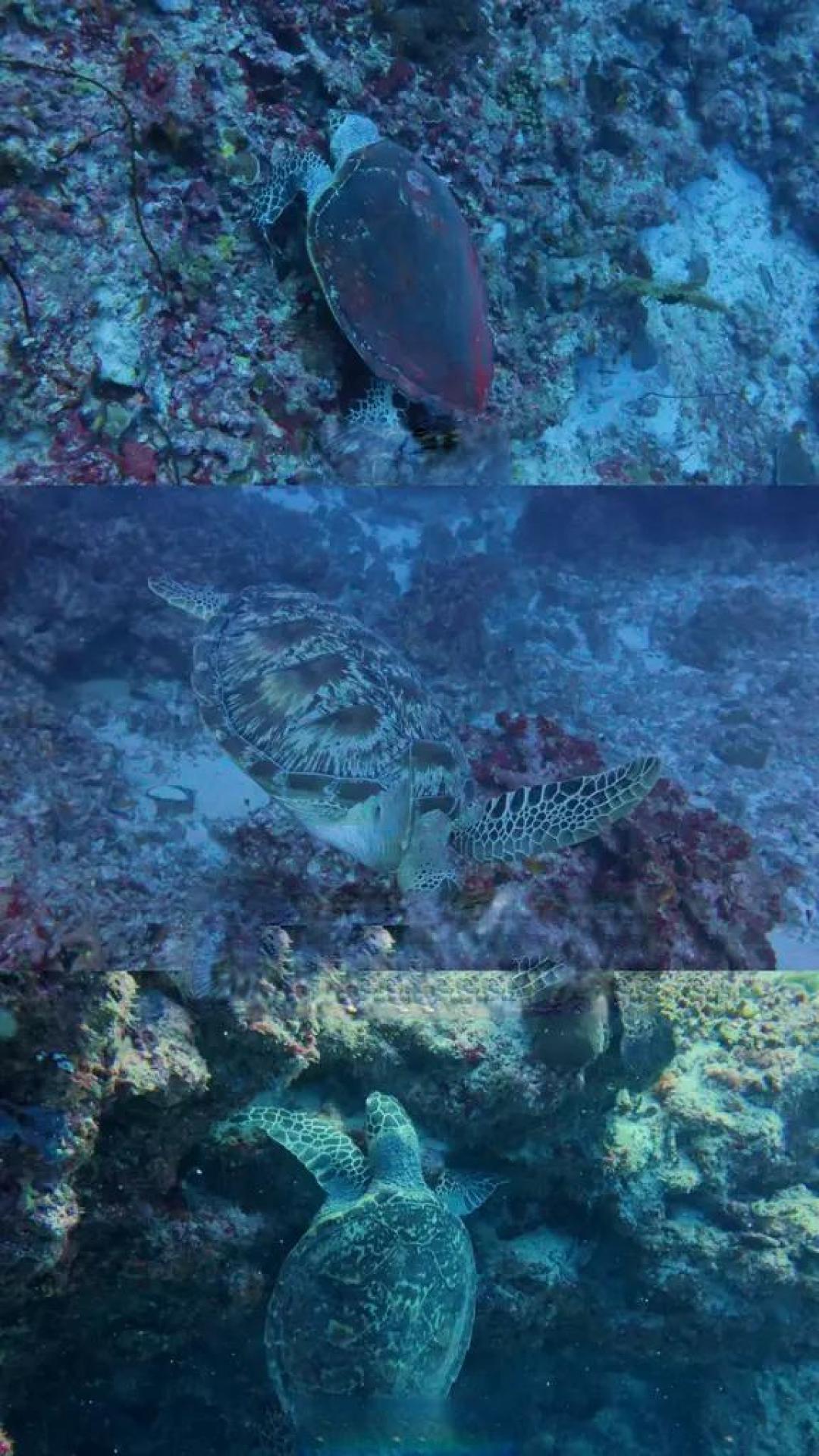 避开人潮:马尔代夫Guraidhoo潜浪指南