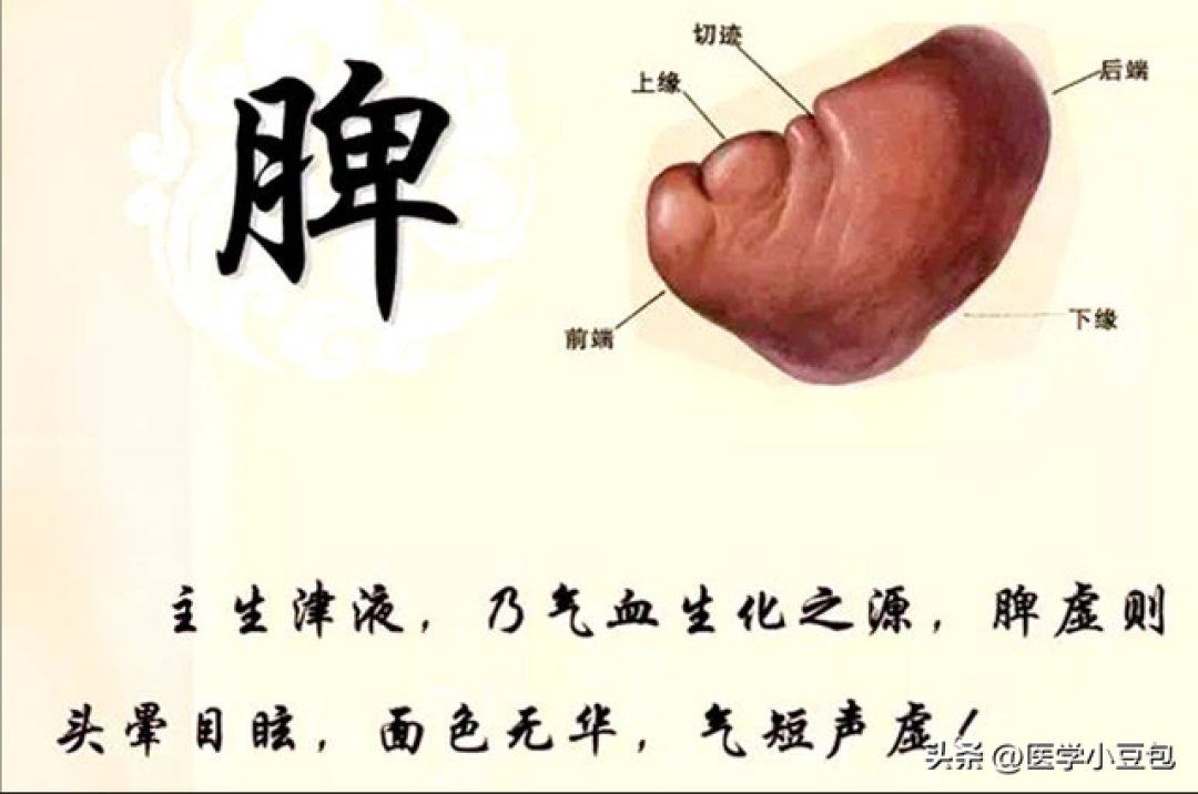 精气神不足?中医教你调理肝脾肾三脏