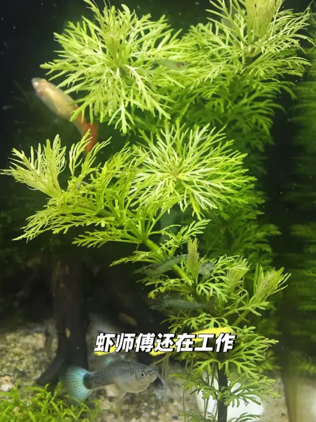 黑壳虾除藻,是神器还是新烦恼?