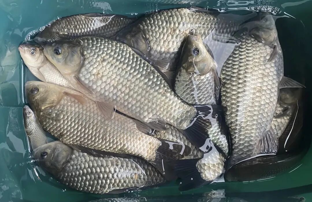 冬季饵料单打全评测，哪款是你的神饵？