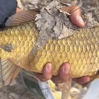 冬季饵料单打全评测，哪款是你的神饵？