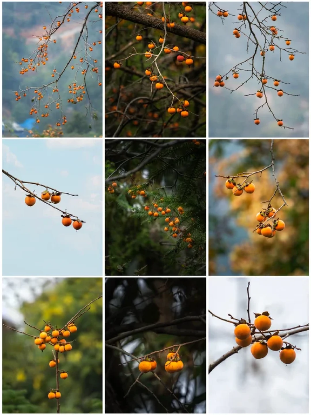 ZVE10配腾龙18-300:一镜定格秋日柿景