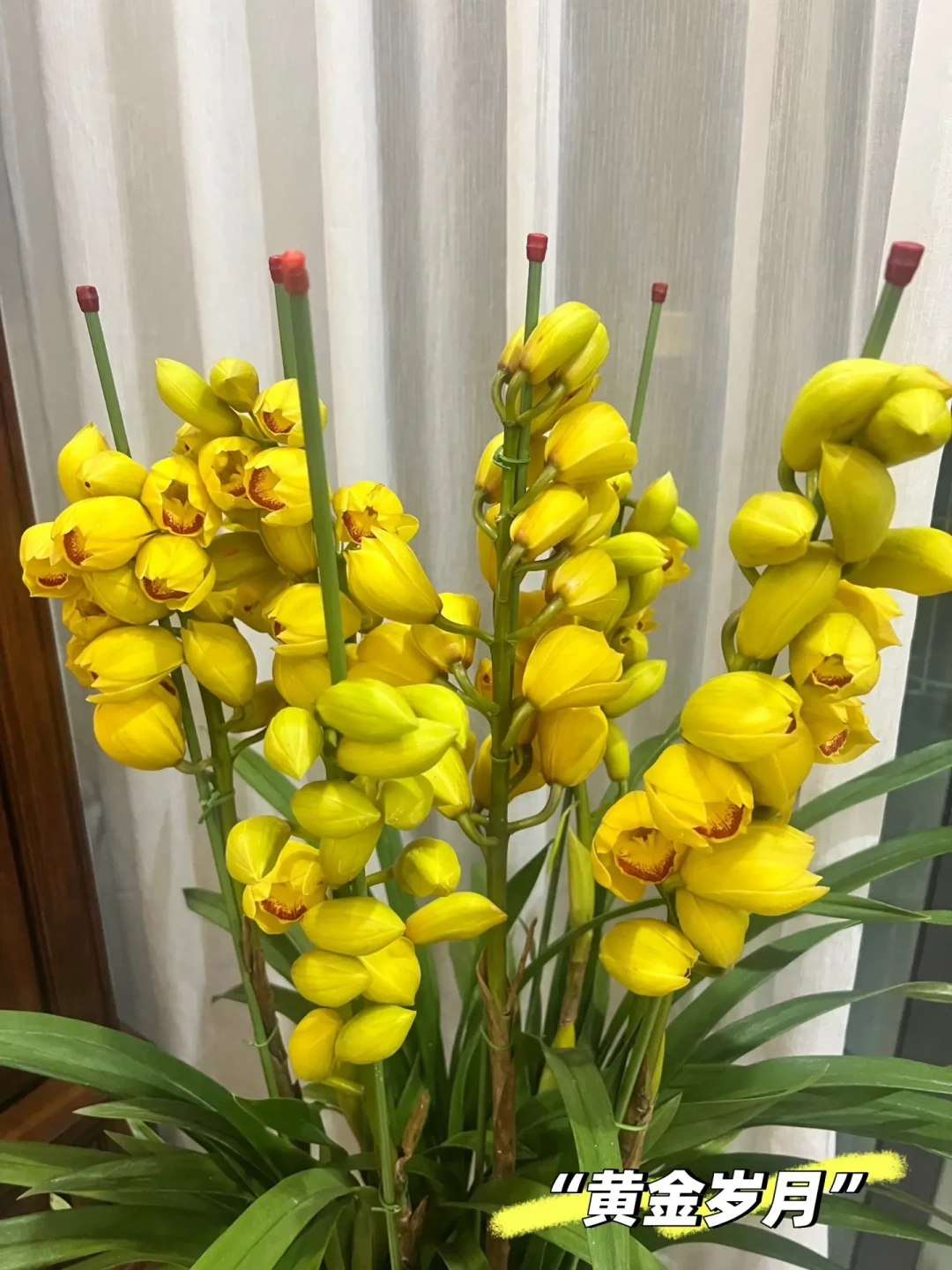 四款大花蕙兰,各具风华的年宵花优选