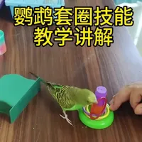 鹦鹉套圈训练全攻略：三天教会你的爱鸟