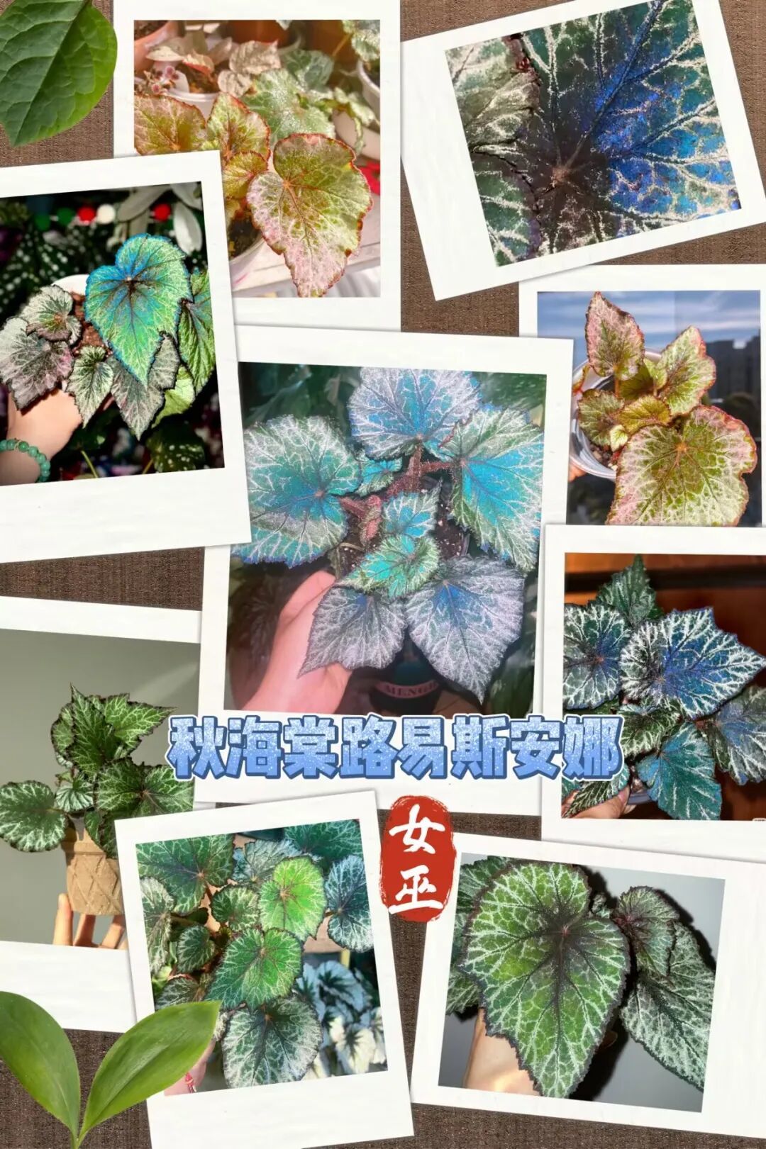 揭秘蕾丝反蓝秋海棠的养护秘诀