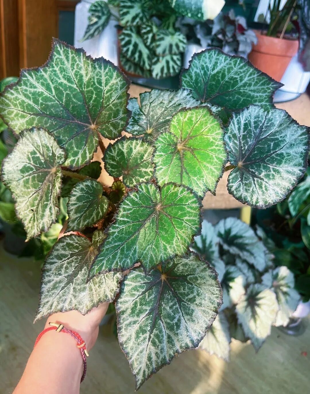 揭秘蕾丝反蓝秋海棠的养护秘诀
