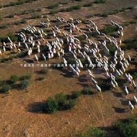 盐池滩羊年底走红的背后：自然馈赠与品质坚守