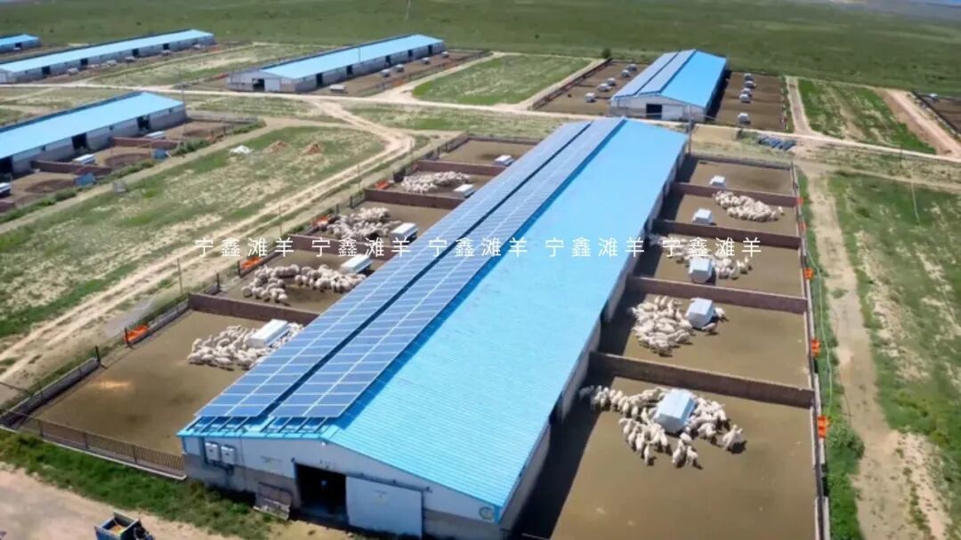 盐池滩羊年底走红的背后:自然馈赠与品质坚守