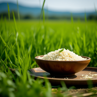 五常大米溯源：一段跨越千年的稻作史