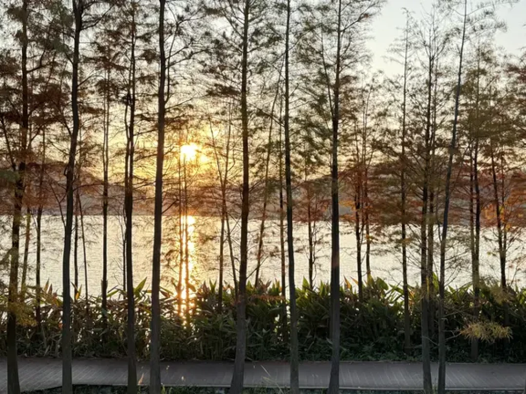 广州荔湖冬日漫步：落羽杉与橘子海日落指南