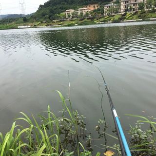 百元鱼竿真能通杀所有鱼种？1000+钓友观点大碰撞