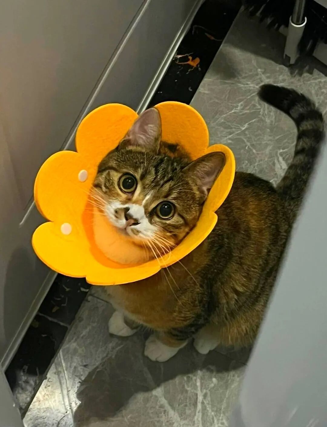 猫咪绝育护理指南:避开8个常见误区