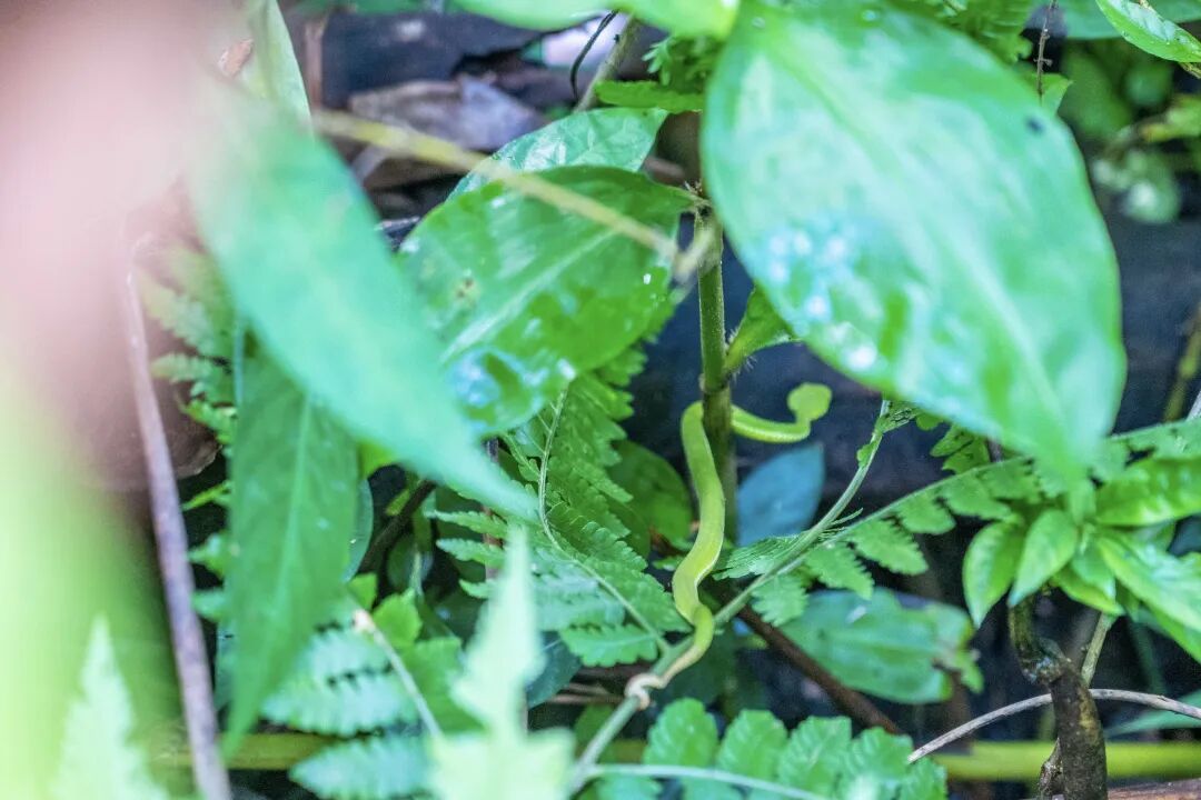 西双版纳雨林徒步:路线选择与全攻略