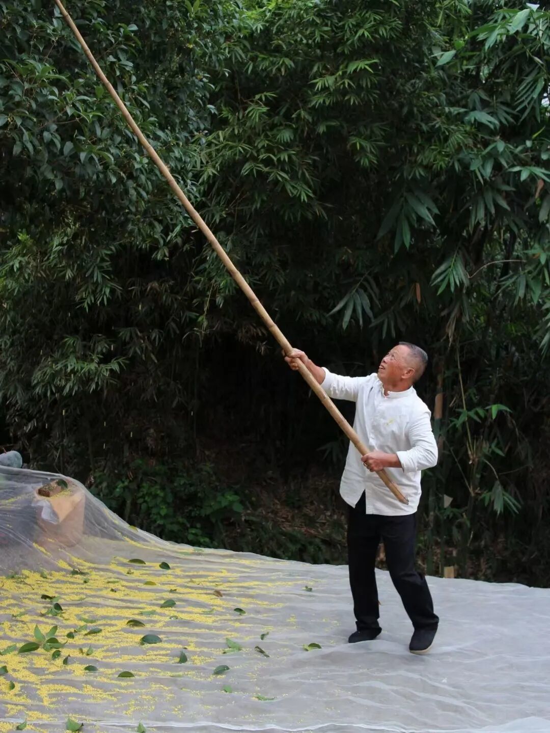 一盏桂花老铁，封存秋日香气