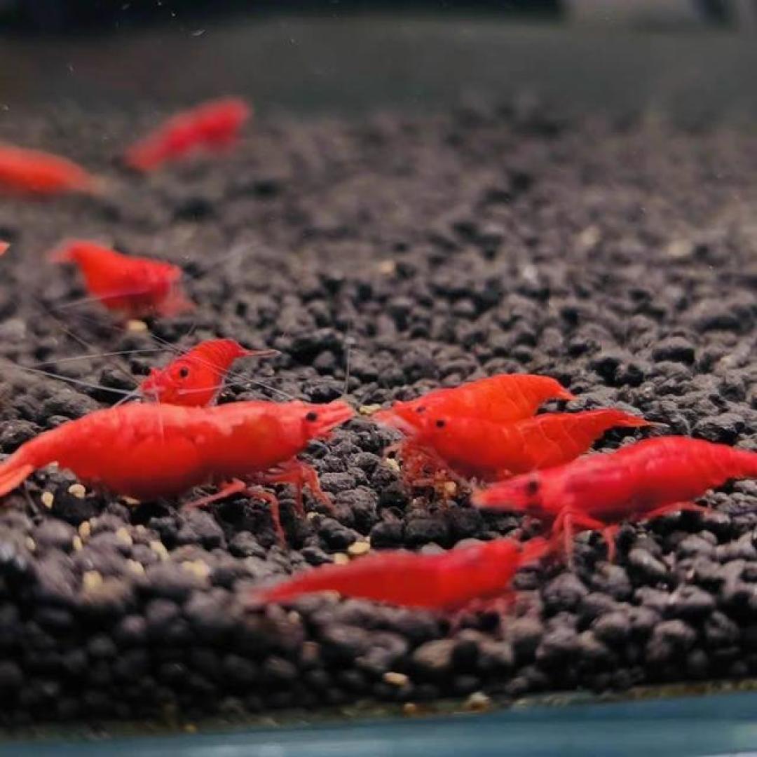鱼缸除藻虾怎么选?五种观赏虾全方位评测