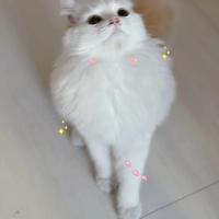 养猫小白入门指南：食具、猫粮与猫砂选购经验