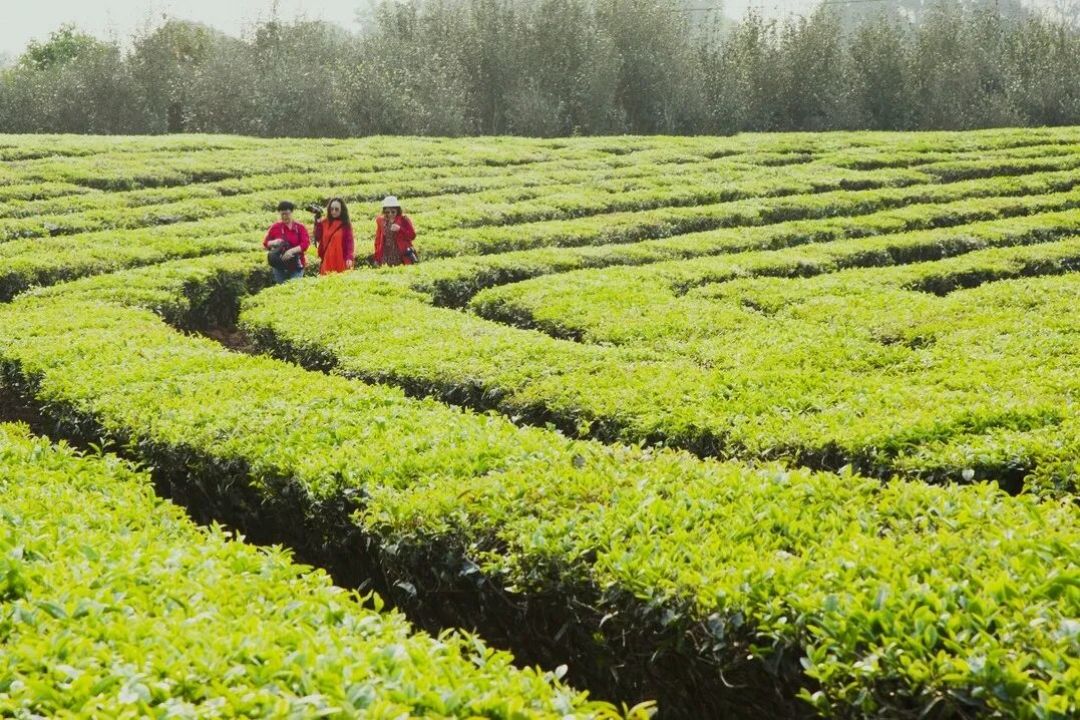 普洱3日慢生活指南,邂逅茶香与咖香
