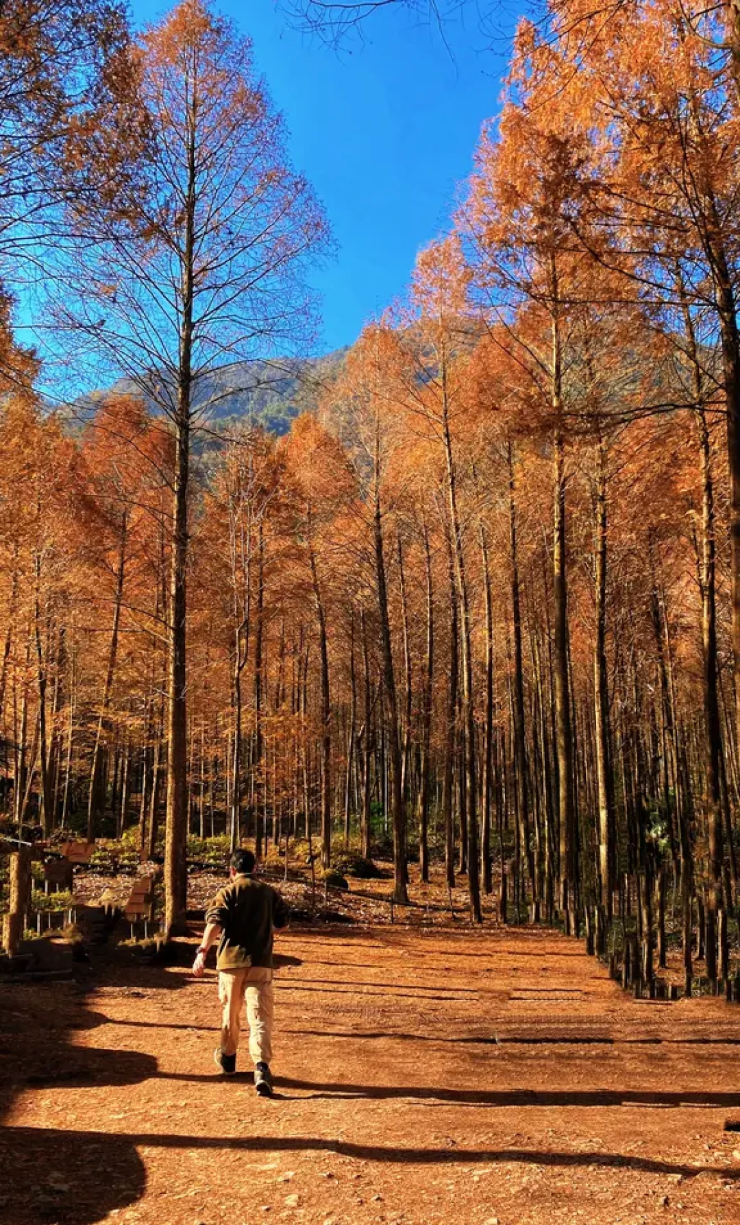 成都出发1.5h,邂逅现实版挪威森林