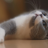猫粮怎么选？三款热门猫粮深度对比