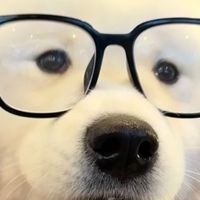 狗可以吃猫粮吗？平价狗粮有哪些？大型犬狗粮排名前十品牌推荐