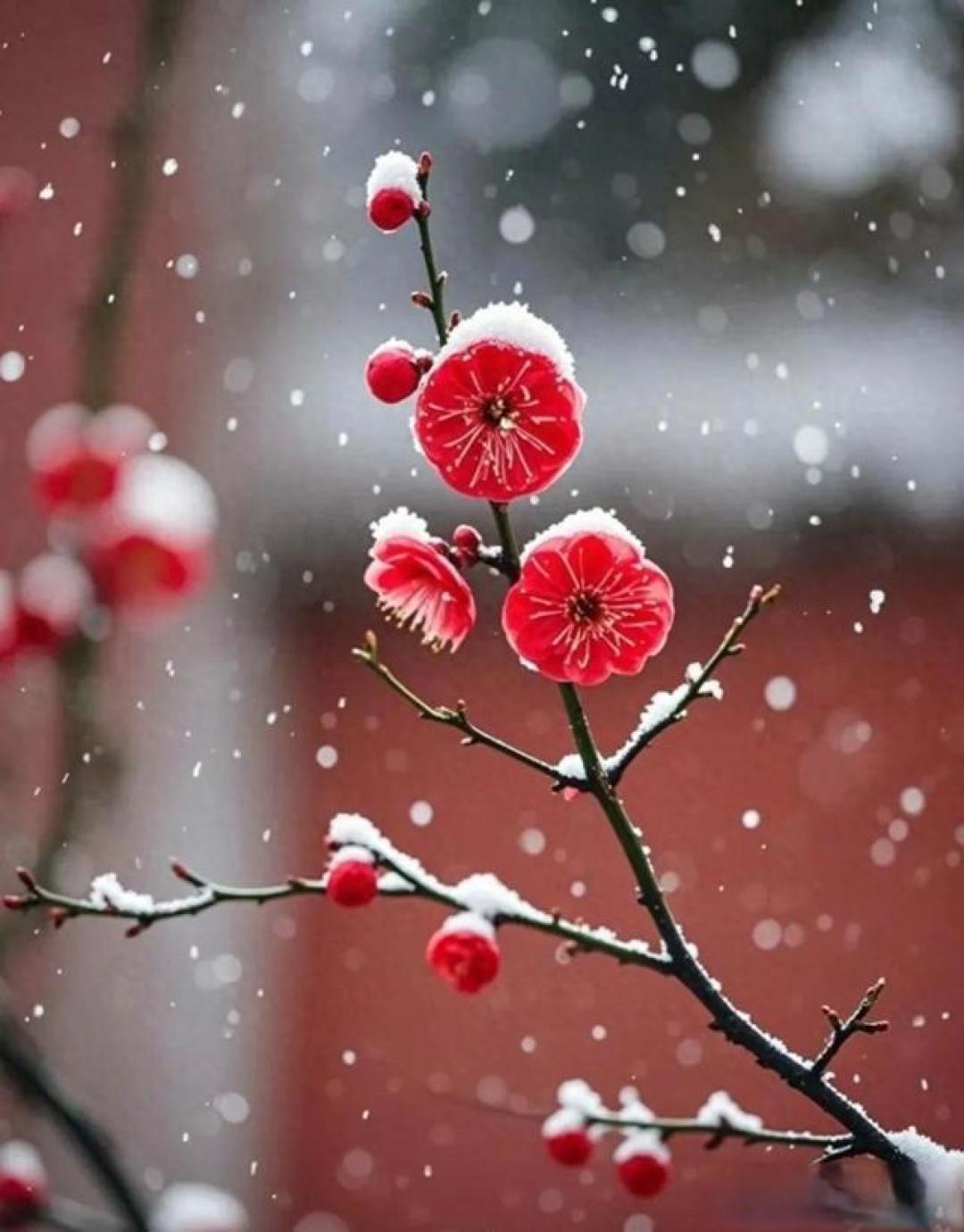 雪中梅摄影技巧,轻松拍出冬日诗意