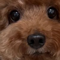 狗狗换狗粮拉稀怎么办？泰迪犬狗粮十大排行榜有哪些？泰迪家长进