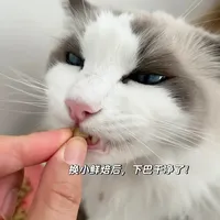 四款热门长肉猫粮深度对比，谁是增重王者？