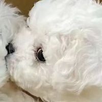 纯天然狗粮哪种牌子好？十大放心狗粮国产牌子分享，自用不踩坑！