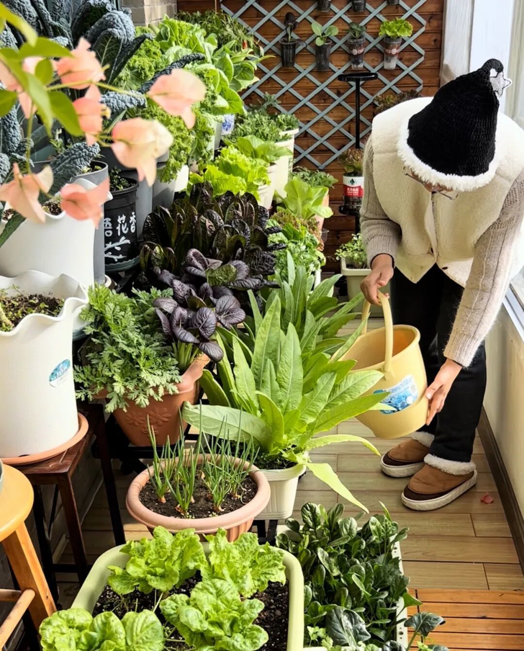 冬季阳台种菜秘诀:中午浇水施肥是关键