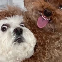 狗粮怎么选才健康便宜？适合泰迪的狗粮排名前十品牌有哪些？