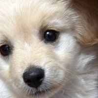 哪个牌子狗粮实惠又好？10款平价狗粮全面测评分享，平价党进