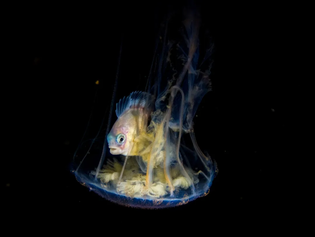 骁龙影像,去往「未至之境」