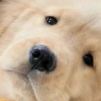 宠物狗粮哪个品牌好？狗粮十大品牌排名有哪些？靠谱便宜品牌分享