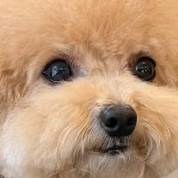 泰迪专用狗粮排名有哪些推荐？适口性好还呵护肠胃的狗粮分享